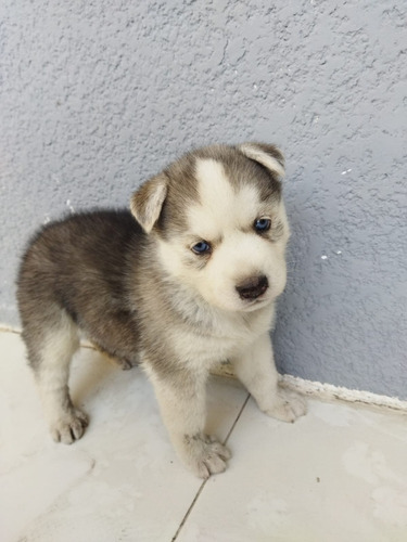 Huskys Hermosos1  Mes Y 1/2ya Comen Croqueta.solo Puebla