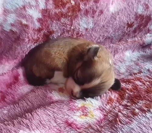 Chihuahua Femea 