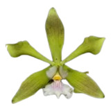 Orquidea Encyclia Gonzalezii X Diurna