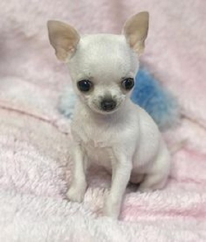 Cachorro Chihuahua Puppy Perrito Chiguagua Cachorrito