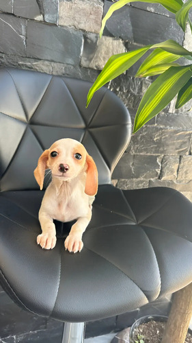 Cachorros Salchicha Hembra Y Macho Pomerania Yorky Shitzu | Meses sin interés