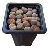 4 Lithops Mixtos Aleatorios (cactus Piedra/suculentas)