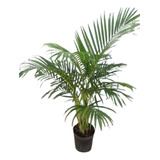 Planta Areca Envase 15 Lts