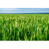 Semilla De Pasto Forrajero Ryegrass Var. Kentaur (5 Kg)