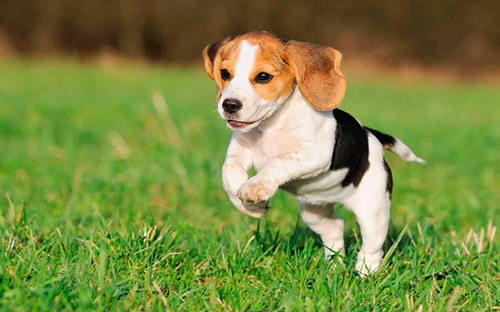 Cachorro Beagle Tricolor 10