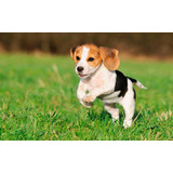 Cachorro Beagle Tricolor 10