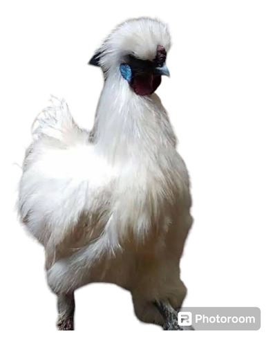 12 Huevo Fértil Silkie O Sedosos Envío Gratis