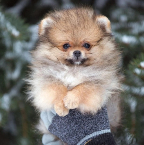 Cachorros Pomerania Miniatura Linea Importada Garantiizados