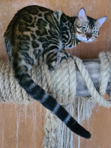 Gato Bengal  Reprodutor  Panther 