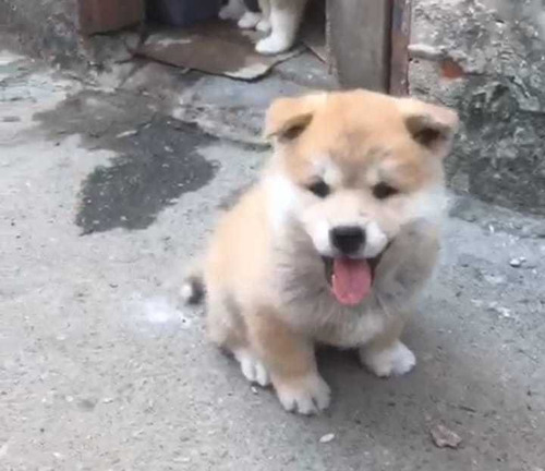 Lindos Filhotes De Akita Inu, Com Pedigree E Microchipados 