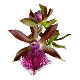 Linda Orquídea Perfumada Zygopetalum Exótica Planta Adulta 