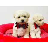 Cachorros French Poodle Mini