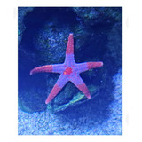 Estrela Bicolor Reef Safe: