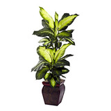 Dieffenbachia Dorada Jardinera Decorativa Verde