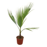 Palmera Washingtonia Abanico Árbol Ornamental