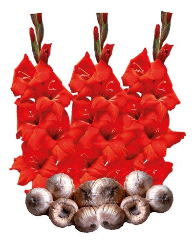 Bulbos Gladiolas Camotes Color Rojo P/ Siembra 20 Pzs 