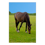 Vinilo Decorativo 50x75cm Caballo Potro Yegua Semental M3