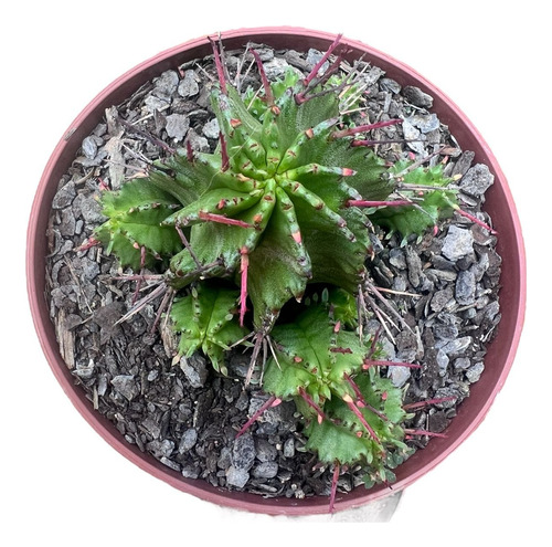 1 Muda De Euphorbia Polygona Espinho Vermelho P/colecionador