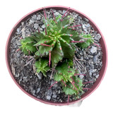 1 Muda De Euphorbia Polygona Espinho Vermelho P/colecionador