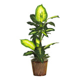 42 Pulgadas Dieffenbachia Dorada Con Planta De Seda De ...