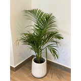 Fibra De Vidrio Palmera Maceta Gota Deco Living Oficina 