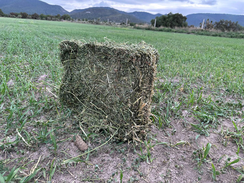 Heno De Alfalfa Para Cuyo O Conejo