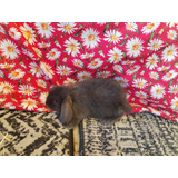 Mini Lop 