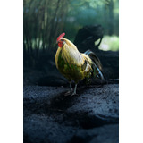 Cuadro 20x30cm Gallo Pajaro Pico Pluma Rooster Ave Bird M6