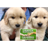 Hermosos Machitos 100% Golden Crianza Respetuosa Cachorros