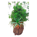 Planta Para Hogar Aloe Vera + Planta Tipo Arbusto Grande