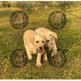 Cachorros Labrador Beige Y Dorados 100% Puros Y Sanos