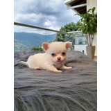Chihuahua Macho Blanco Pelo Largo Mini