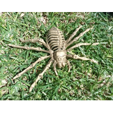 Adorno Para Jardín Halloween Noche De Brujas Araña Esqueleto