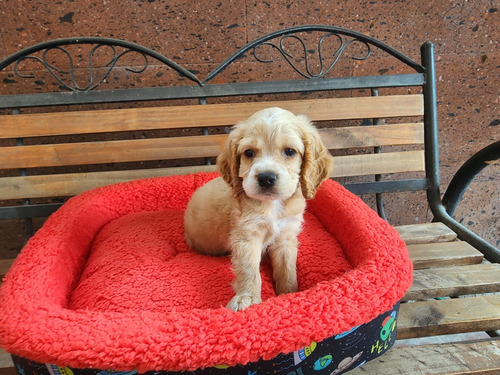 Cocker Spaniel Macho Miel Legitimo Hermoso