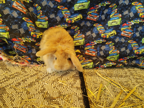 Conejo Mini Lop