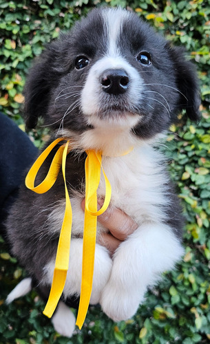 Cachorro Border Collie Machito Ultimo Pedigree Fca !! 