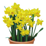 Oferta!!! 8 Bubos Narcisos Enanos Var. Tete A Tete!