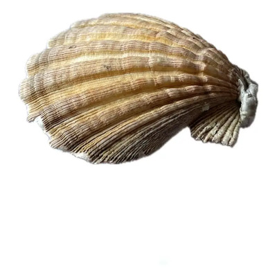 Concha Marina Grande Decoración Mar Colección Concha Hermos | Envío gratis