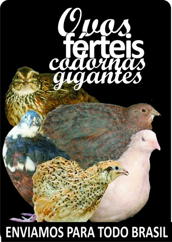 Ovos Codornas Gigantes 