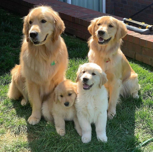 Golden Retriever bem fofinhos $$ - Cachorros e acessórios - Perdizes, São  Paulo 904740490