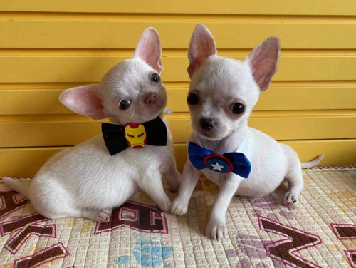 Cachorros Chihuahua De Bolsillo