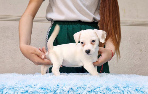 Jack Russell Terrier Cachorras Hijas De Campeón 