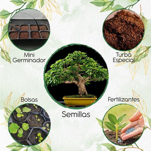 3 Semillas De Bonsái Gmelina Arborea + Kit De Germinación