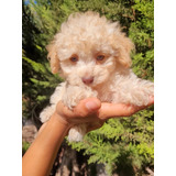 Poodle Micro Toy Apricot..