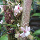 Micro Orquídea Isabela Virginalis (espécie Mini Sem Flor)