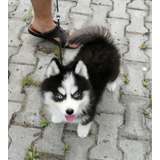 Extraordinario Pomsky Criadero Mascotas Saint Daniel 139