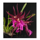 01 Orquídea Miltassia Vinho (adulta)
