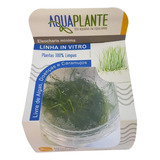 Planta Natural Eleocharis Minima  - Aquaplante