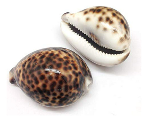 Conjunto 2 Caracoles Marinos Tiger Cowrie Pulidos, 3  ~ 4 