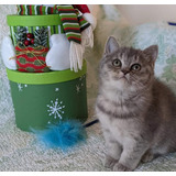 Gatitos British Shorthair Tabby's